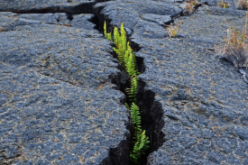 Ferns growing through crack in rock